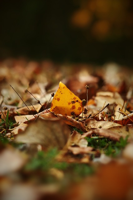 届学青会田 届学青会田