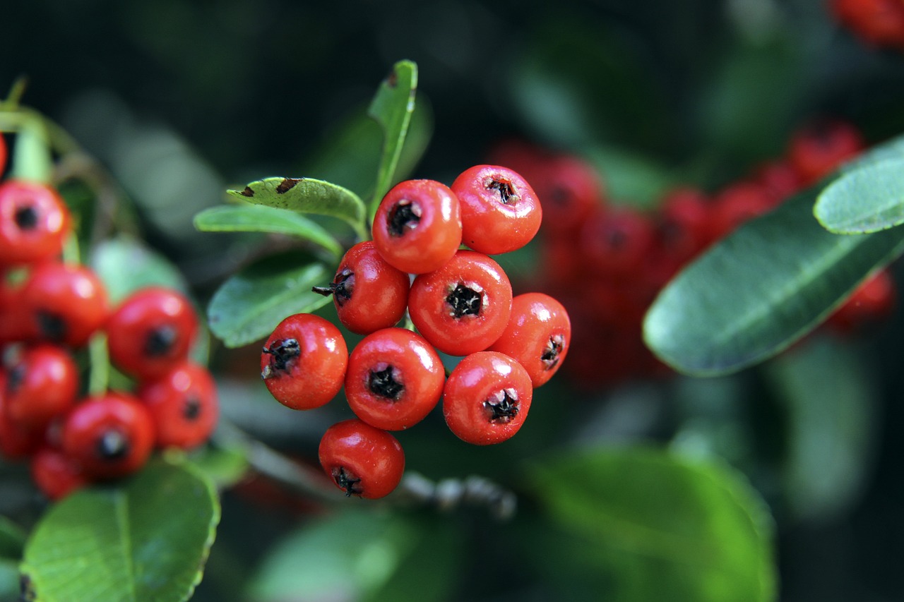 在皇马的成 在皇马的成